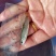 场地直销，精品青竹鲤鱼苗，养殖速度快大，欢迎养殖户订购。