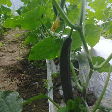 北京绿芯黄瓜口感细腻果味甘甜，受到广大客户的喜欢长期供应