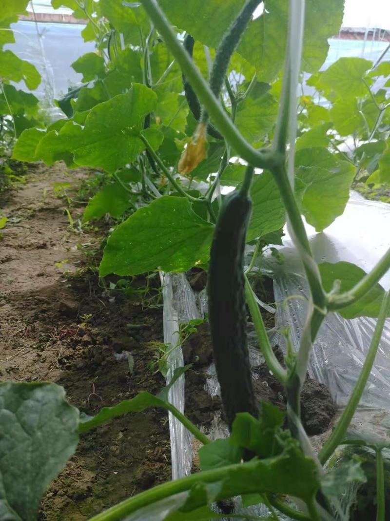 北京绿芯黄瓜口感细腻果味甘甜，受到广大客户的喜欢长期供应