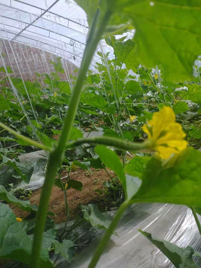 北京绿芯黄瓜口感细腻果味甘甜，受到广大客户的喜欢长期供应