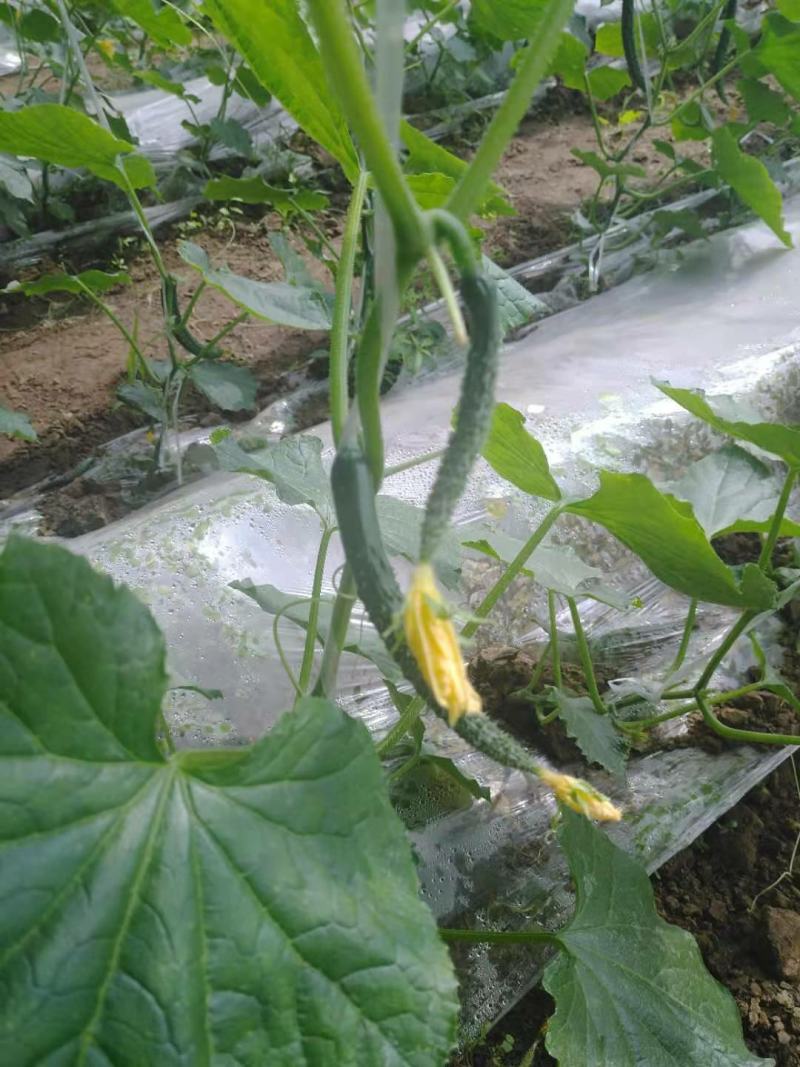 北京绿芯黄瓜口感细腻果味甘甜，受到广大客户的喜欢长期供应