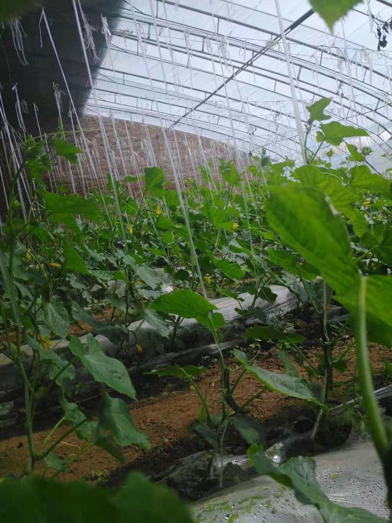 北京绿芯黄瓜口感细腻果味甘甜，受到广大客户的喜欢长期供应
