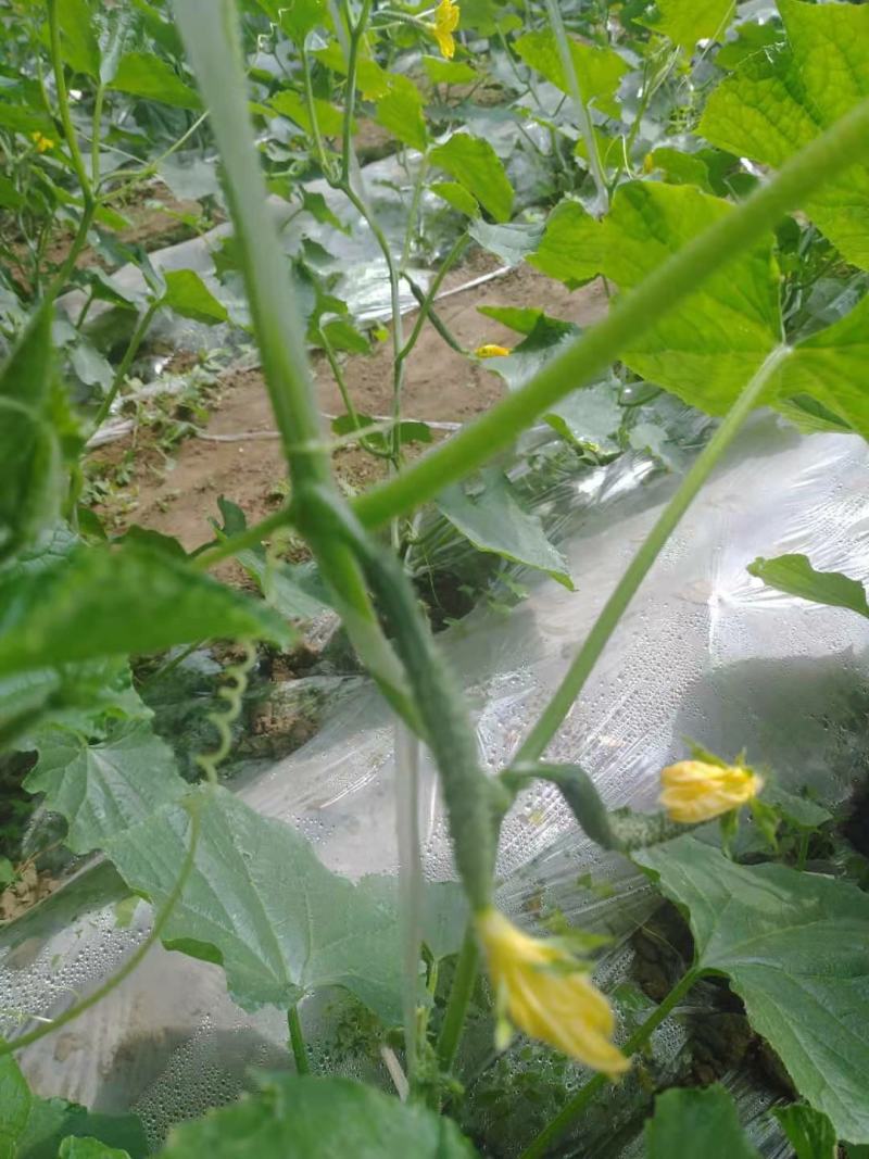 北京绿芯黄瓜口感细腻果味甘甜，受到广大客户的喜欢长期供应