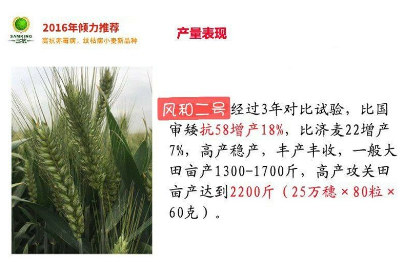 山东特大穗超矮抗倒亩高产高抗高产风和二号种子