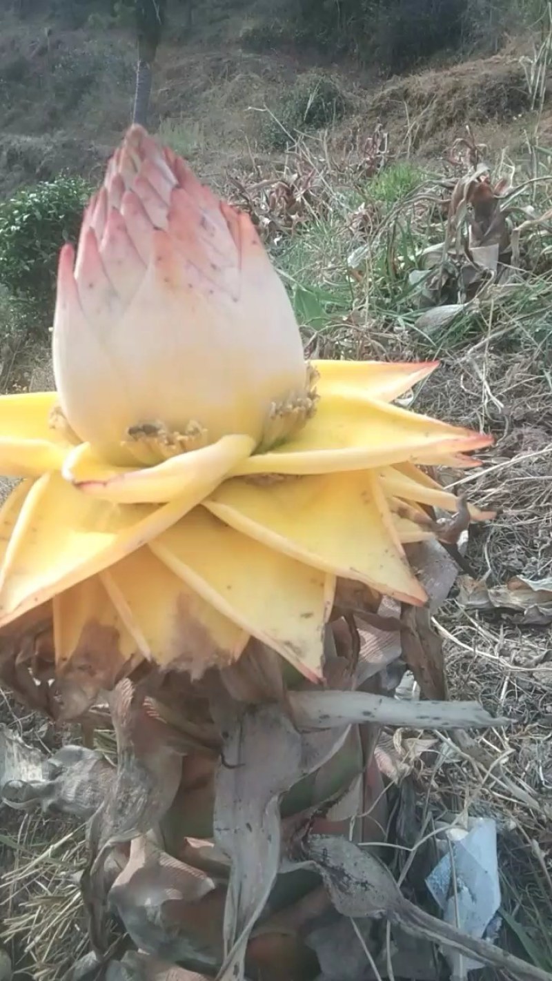 花卉苗木地涌金莲千瓣莲花货量有限喜欢的可以提前预定