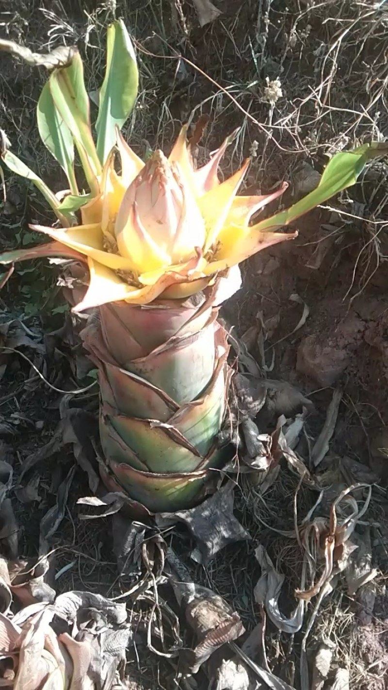 花卉苗木地涌金莲千瓣莲花货量有限喜欢的可以提前预定