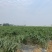 广西玉林博白8号大量上市欢迎各大商家前来订购