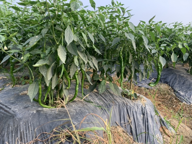 广西玉林博白8号大量上市欢迎各大商家前来订购