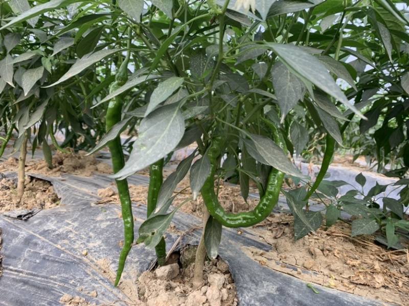 广西玉林博白8号大量上市欢迎各大商家前来订购