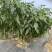 广西玉林博白8号大量上市欢迎各大商家前来订购