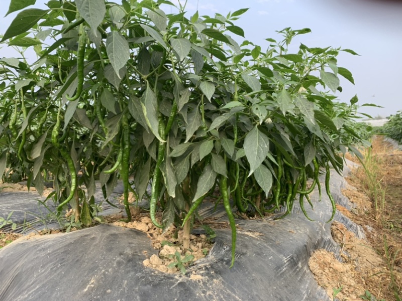 广西玉林博白8号大量上市欢迎各大商家前来订购