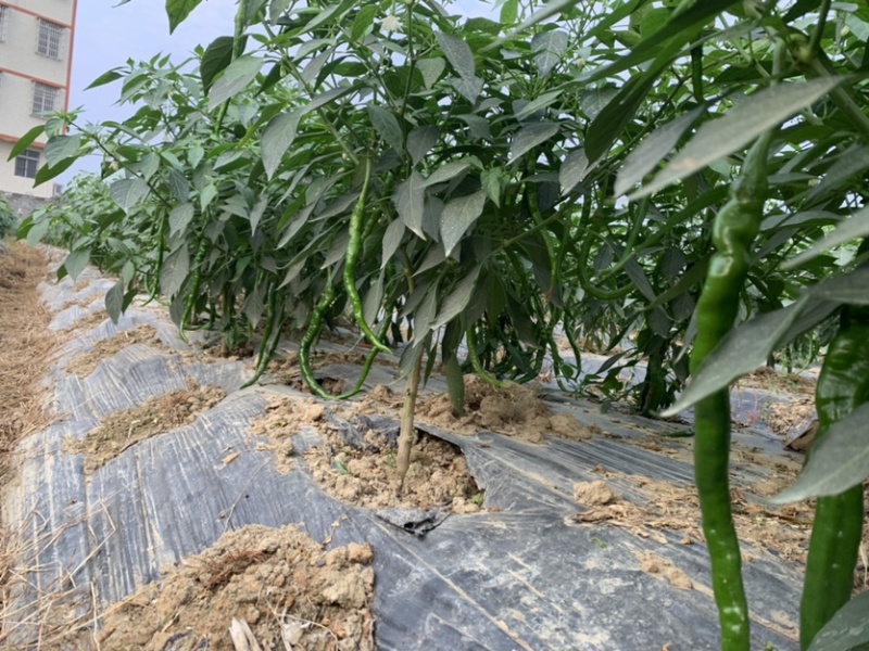 广西玉林博白8号大量上市欢迎各大商家前来订购