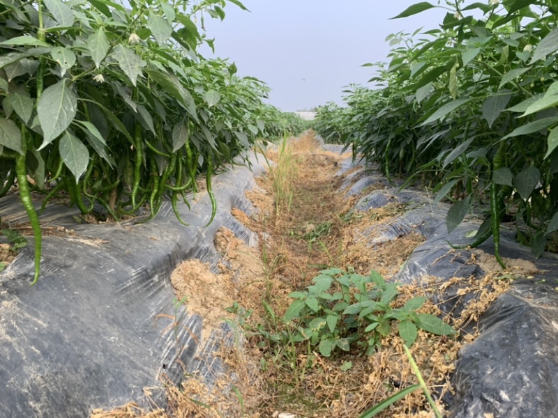 广西玉林博白8号大量上市欢迎各大商家前来订购