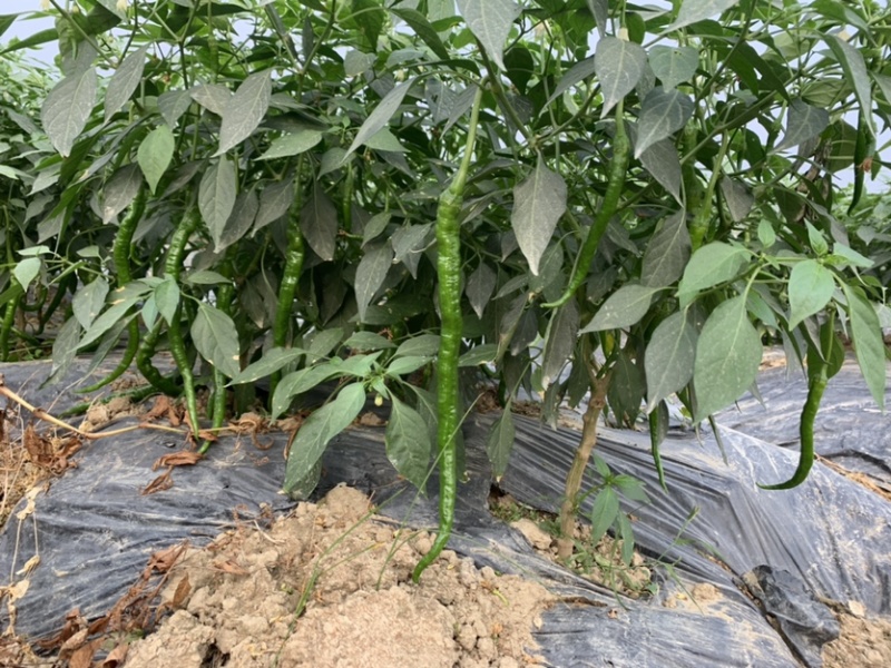 广西玉林博白8号大量上市欢迎各大商家前来订购
