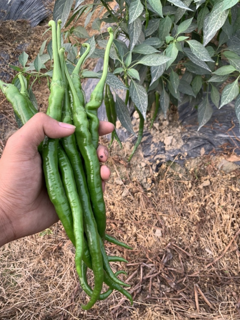广西玉林博白8号大量上市欢迎各大商家前来订购
