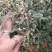 桃金娘树苗已经结花包了当年种植当年结果量大价格优惠