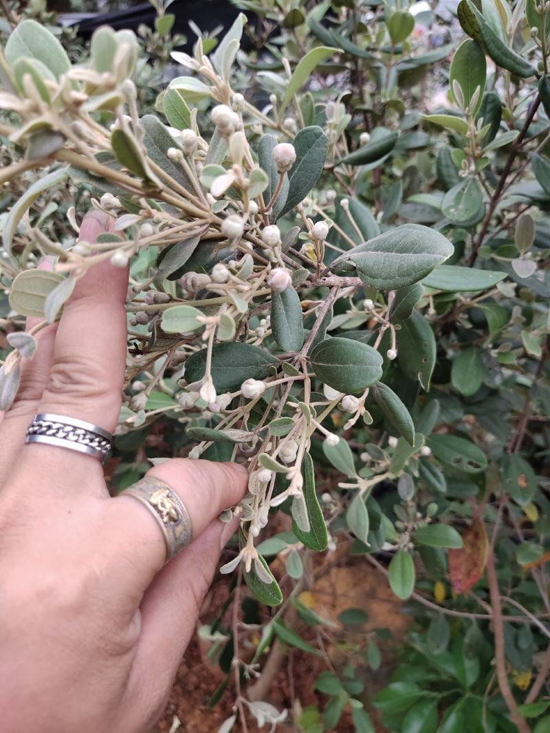 桃金娘树苗已经结花包了当年种植当年结果量大价格优惠