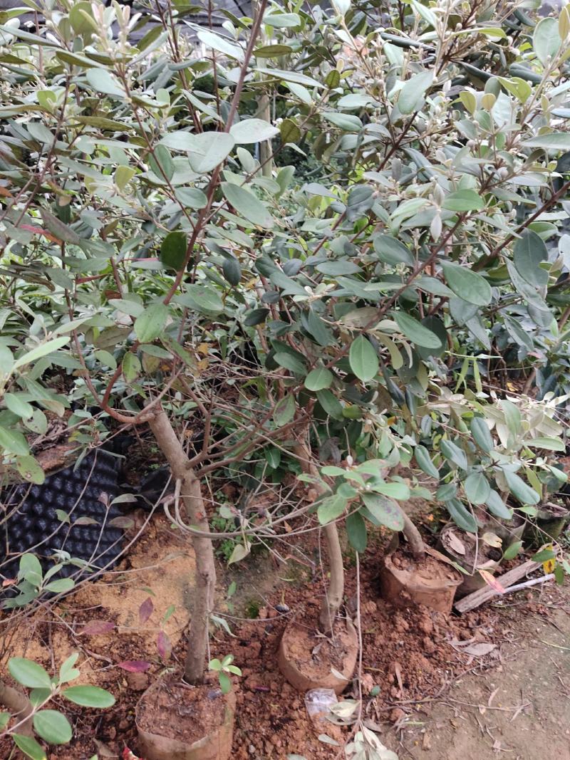 桃金娘树苗已经结花包了当年种植当年结果量大价格优惠