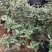桃金娘树苗已经结花包了当年种植当年结果量大价格优惠