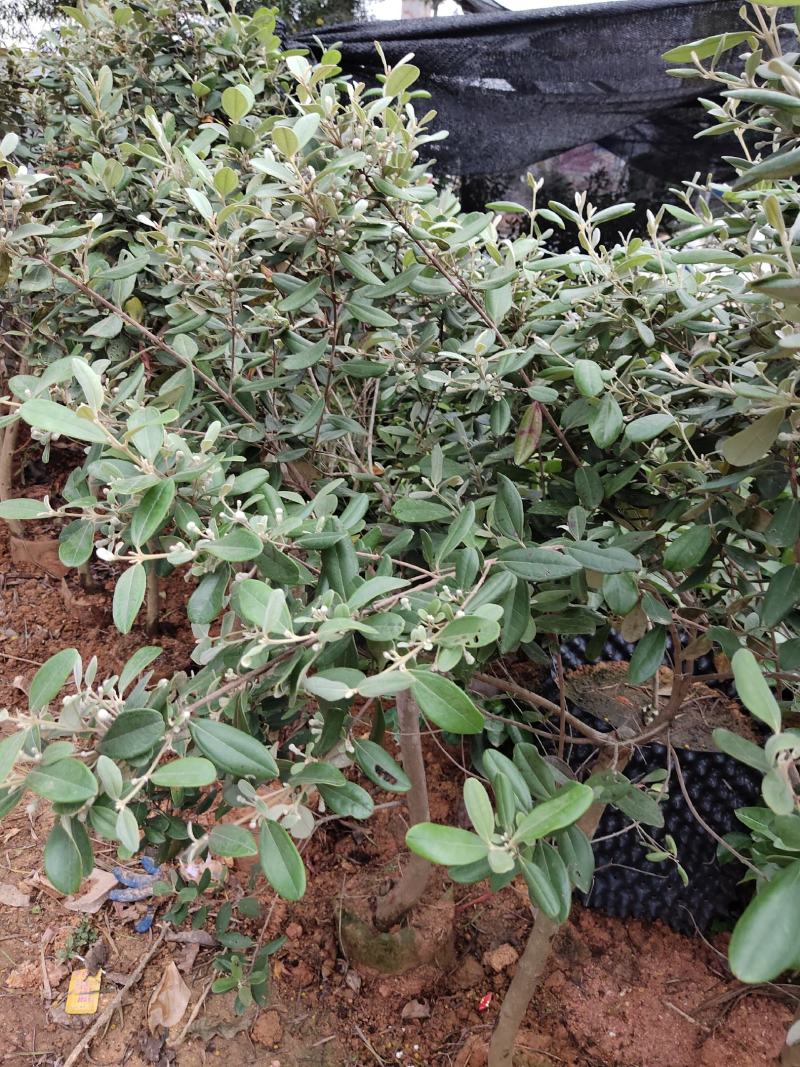 桃金娘树苗已经结花包了当年种植当年结果量大价格优惠