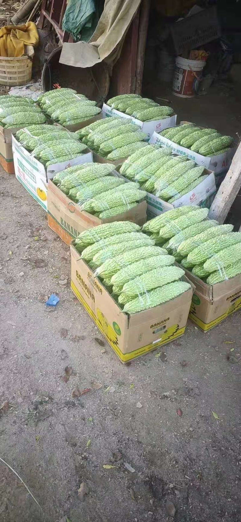 苦瓜苗杂交苦瓜苗齐顶苦瓜白珍珠苦瓜绿珍珠苦瓜苗