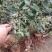 桃金娘树苗已经结花包了当年种植当年结果量大价格优惠