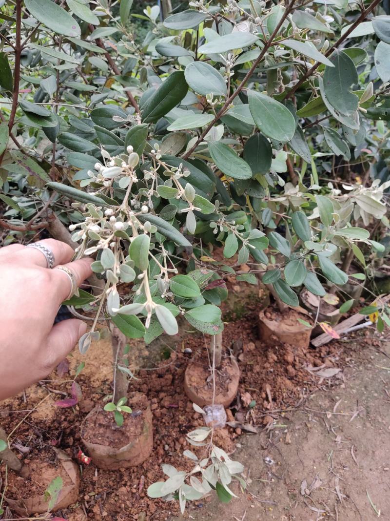 桃金娘树苗已经结花包了当年种植当年结果量大价格优惠