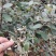 桃金娘树苗已经结花包了当年种植当年结果量大价格优惠