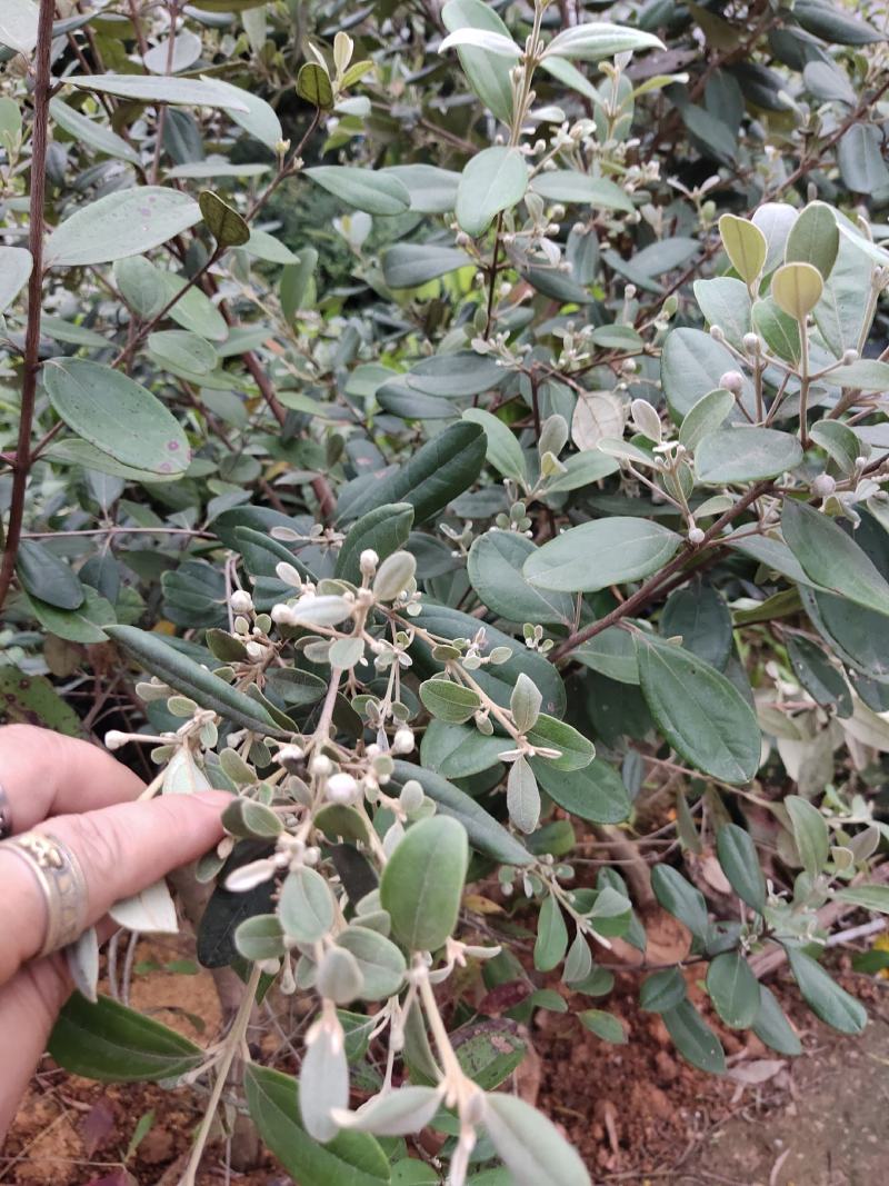 桃金娘树苗已经结花包了当年种植当年结果量大价格优惠