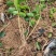 重瓣茉莉花茉莉花苗3年苗广西横州市茉莉花苗基地批发