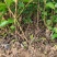 重瓣茉莉花茉莉花苗3年苗广西横州市茉莉花苗基地批发