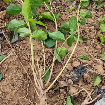 重瓣茉莉花茉莉花苗3年苗广西横州市茉莉花苗基地批发