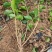 重瓣茉莉花茉莉花苗3年苗广西横州市茉莉花苗基地批发