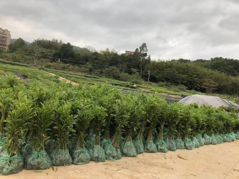 花旗木袋苗庭院盆栽地栽园林绿化苗木开花植物