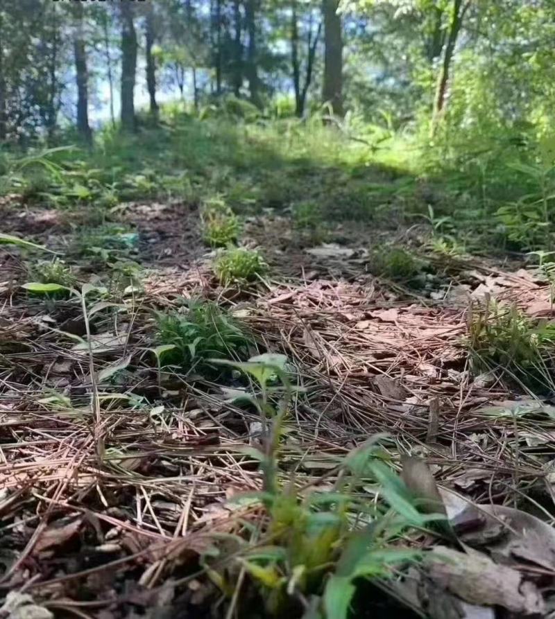 米斛盆景，霍山石斛铁皮石斛盆景，开花两季。