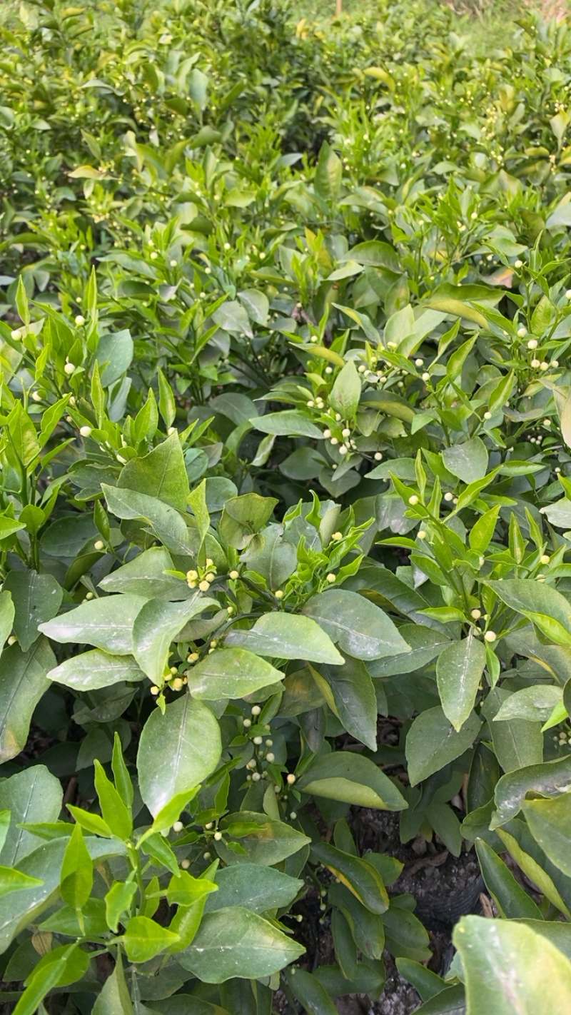 简阳柑橘苗，四川耙耙柑苗