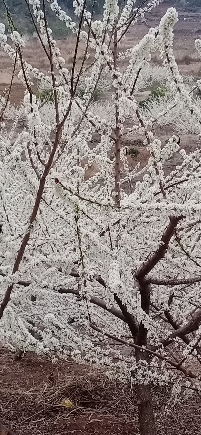 大黄李子，农历4月开始上市口感有酸，吃的时候很汁水特别多