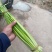 精品白冒蒜苔，自产自销