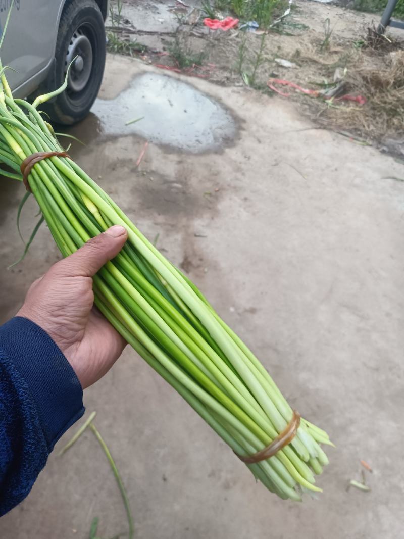 精品白冒蒜苔，自产自销