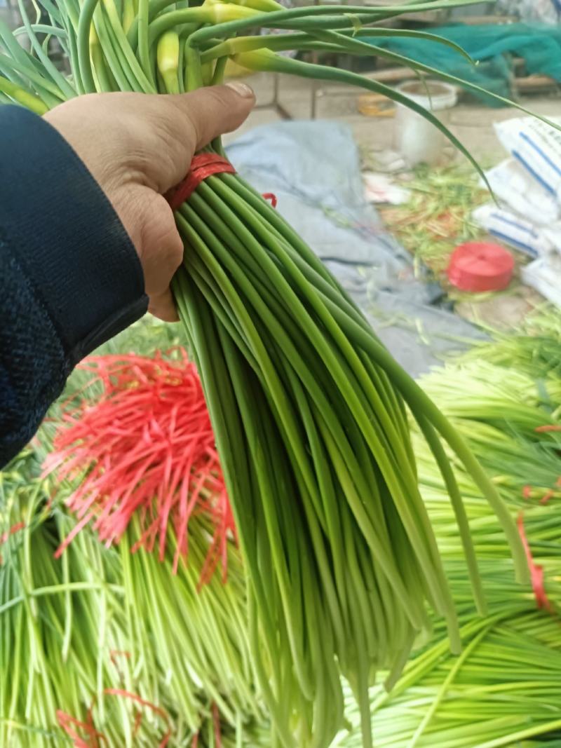 精品白冒蒜苔，自产自销