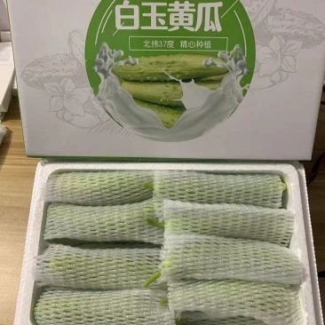 海阳白玉黄瓜水果黄瓜产地直发支持一件代发