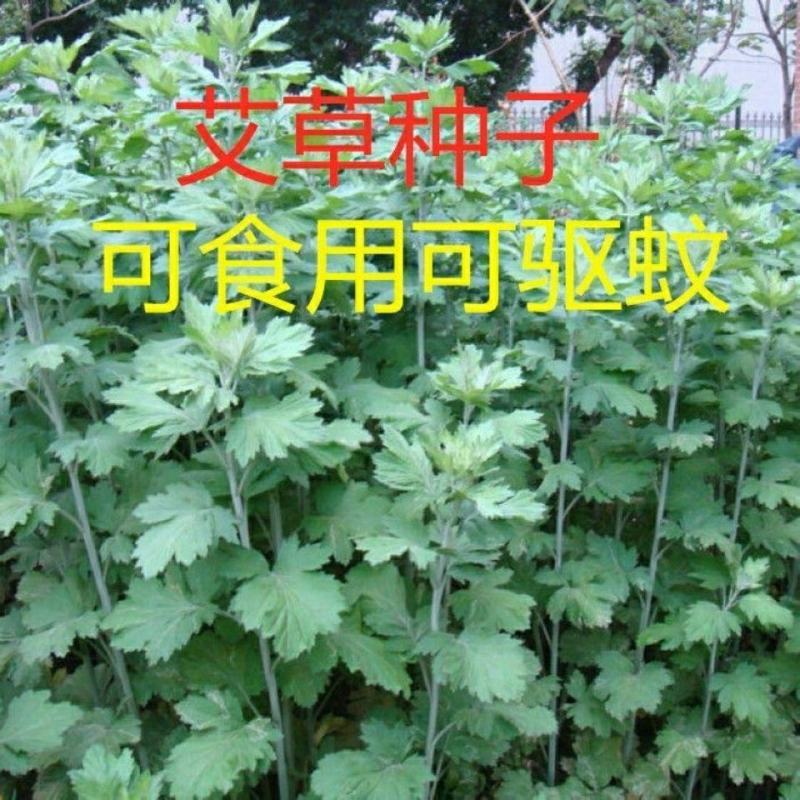 艾草种子食用艾草种子芽率高需要可联系确认种子质量