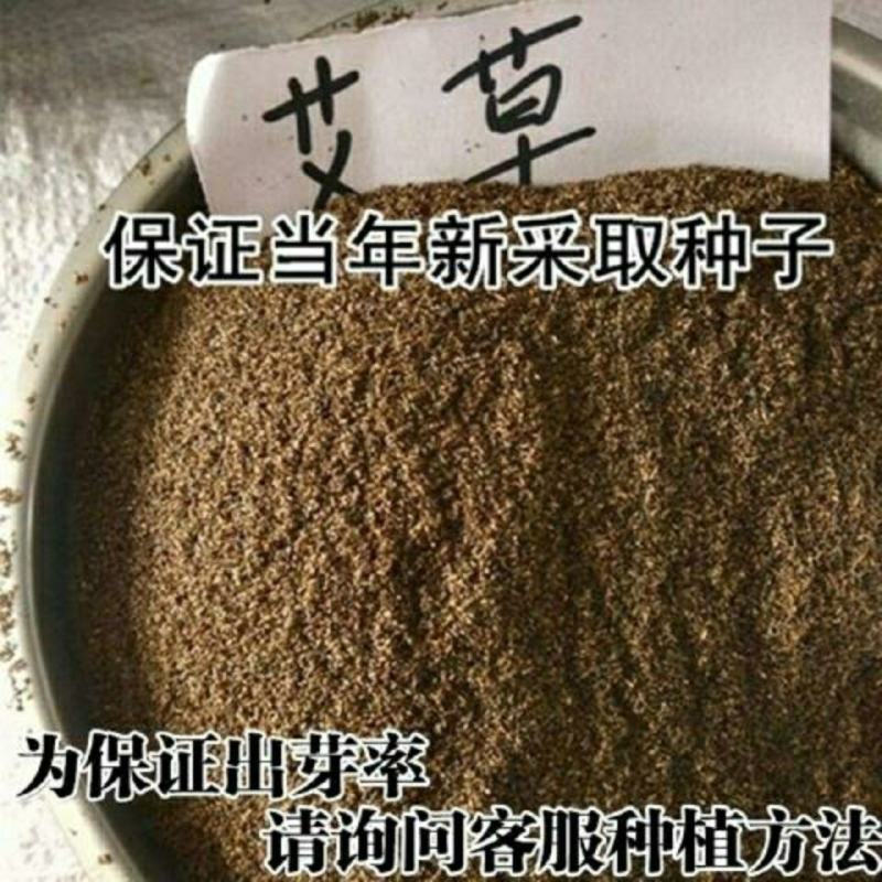 艾草种子食用艾草种子芽率高需要可联系确认种子质量