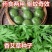 艾草种子食用艾草种子芽率高需要可联系确认种子质量