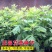艾草种子食用艾草种子芽率高需要可联系确认种子质量