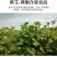 艾草种子食用艾草种子芽率高需要可联系确认种子质量