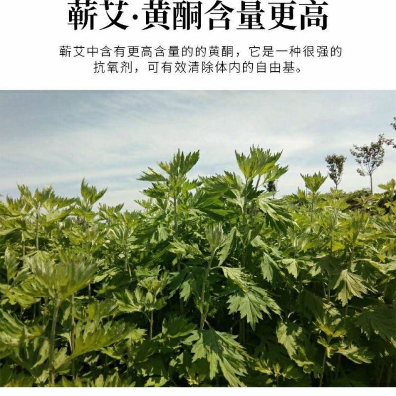 艾草种子食用艾草种子芽率高需要可联系确认种子质量