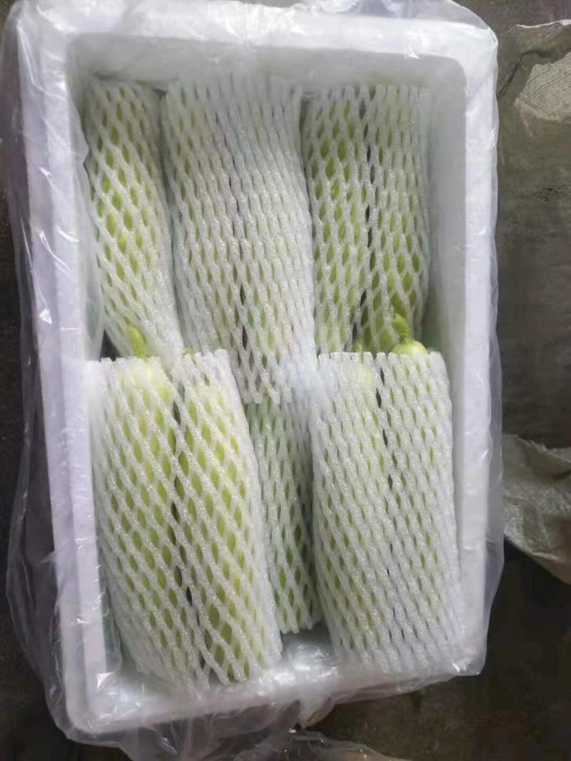 山东海阳白黄瓜白玉黄瓜水果黄瓜奶香脆嫩宜人新鲜采摘