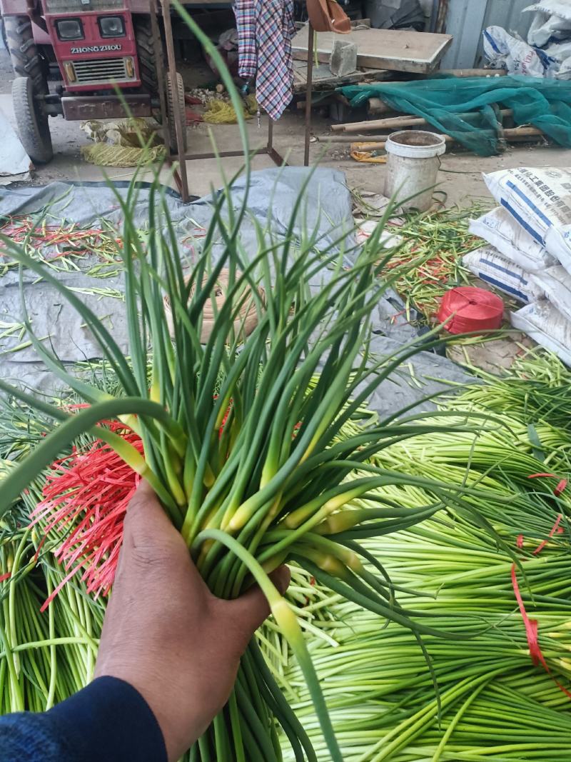 精品白冒蒜苔，质量保证，自产自销