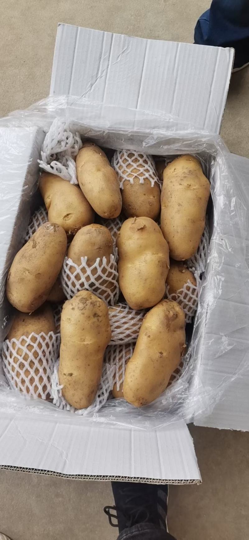 荷兰十五土豆3两半通天精品大小车随到随装